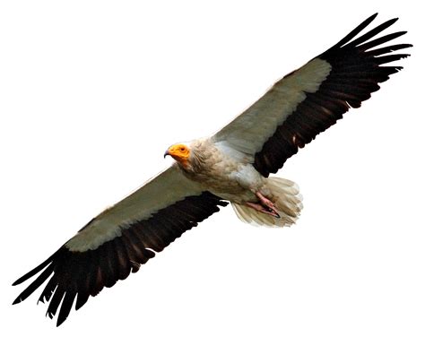 Egyptian Vulture Flying transparent PNG - StickPNG