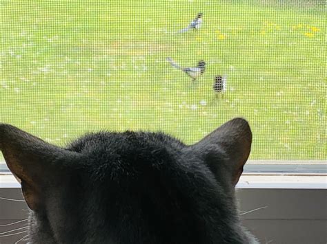 Cat Bird - Free photo on Pixabay - Pixabay