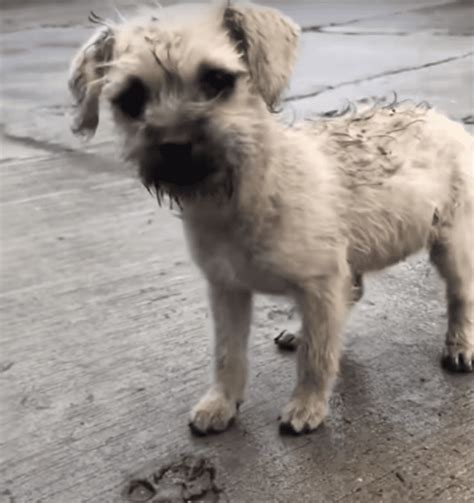 Rain Soaked Babe Longs To Go With Kind Man But His Trauma Is Bigger