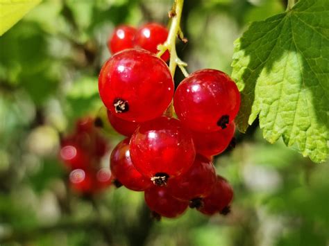 Fruit Currant Red Free Photo On Pixabay Pixabay