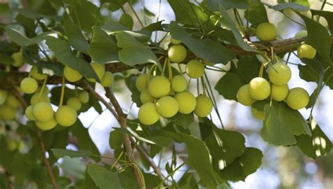 Why Do Ginkgo Tree Berries Stink Garden Guides