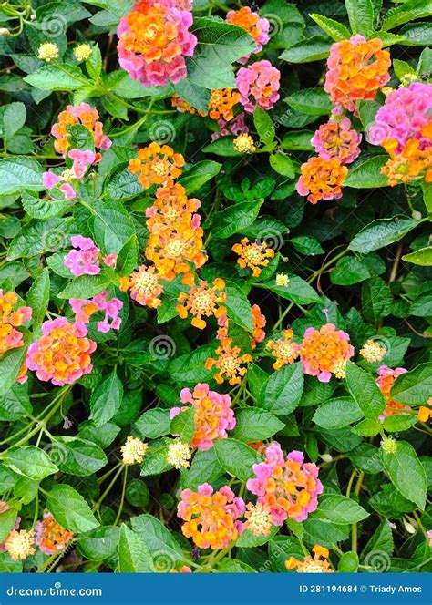 lantana   plant native  indonesia      names