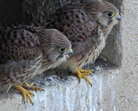 Animaux Des Faucons Cr Cerelles Ont Choisi De Vivre Chez Lhabitant