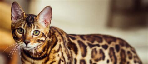 List of Cat Breeds - Types of Cats - Cats.com 