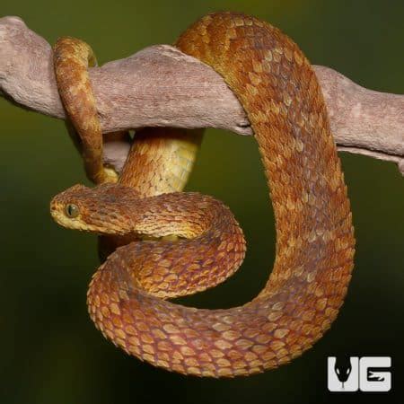 Adult Red Flame Squamigera Bush Vipers Atheris Squamigera For Sale