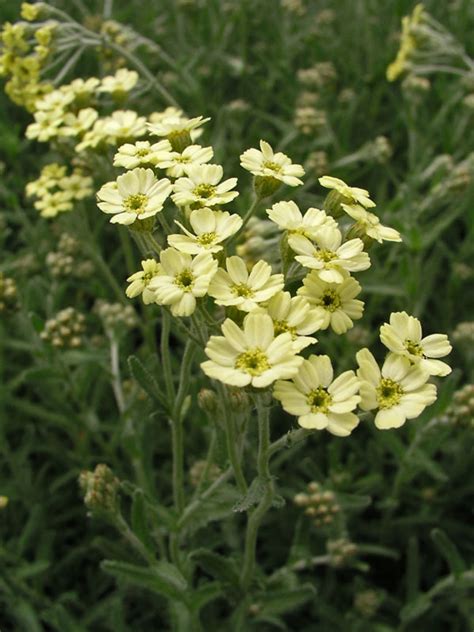 Achillea King Edward Bluestone Perennials