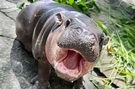 Tiny Hippo Moo Deng Captivates Social Media Boosts Local Tourism