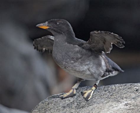 Pictures and information on Rhinoceros Auklet