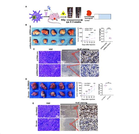 Influence Of Prkci Suppression And Overexpression On Radiosensitivity