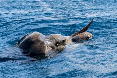 Premium Photo Olive Ridley Sea Turtles Or Lepidochelys Olivacea Performs Mating Ritual