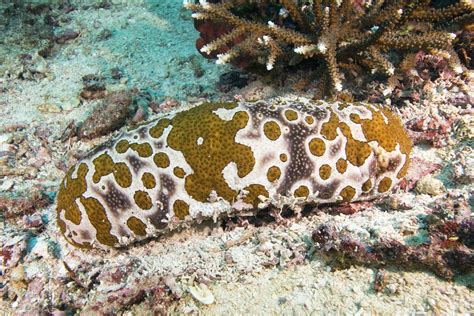 Holothuroidea - sea cucumber photos