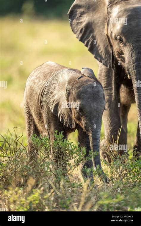 Baby African Bush Elephant Walks By Another Stock Photo Alamy