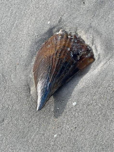 Pin By Sandi Williams On Shells Sand Beach Finds In Beach