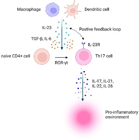 The Biology Of Interleukin 23 Signaling Abbreviations Il