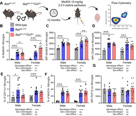 Cystatin F Cst Drives Sex Dependent Changes In Microglia In An