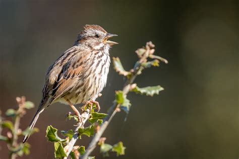 Song Sparrows Across the Continent | BirdNote