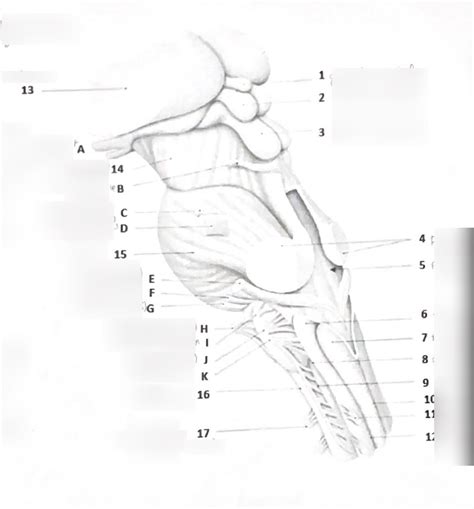 Diagramme De Vue Poster Lat Rale Du Tronc C R Bral Quizlet