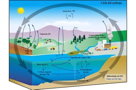 Cycle biogéochimique définition types et rôle