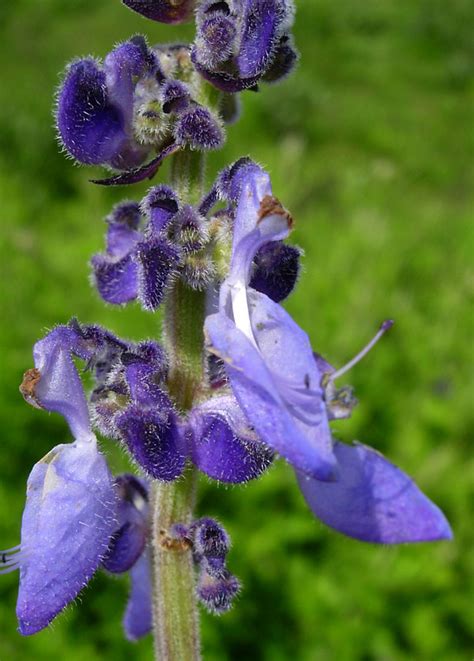 East African Plants A Photo Guide Plectranthus Barbatus Andrews