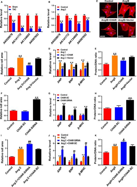 The Antihypertrophic Effects Of Cardiac Hypertrophyassociated