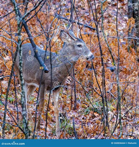 White Tailed Buck Odocoileus Virginianus In Thick Brush During Fall