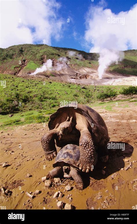 El volcán Alcedo tortuga gigante Chelonoidis nigra vandenburghi par