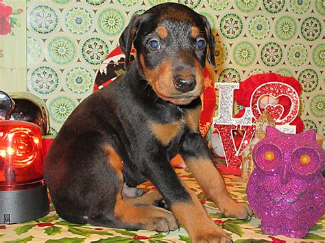 Doberman Pinscher Breeder Puppies For Sale In Ohio Henson S