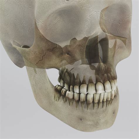 Human Skeleton Nose Anatomy 3d Model