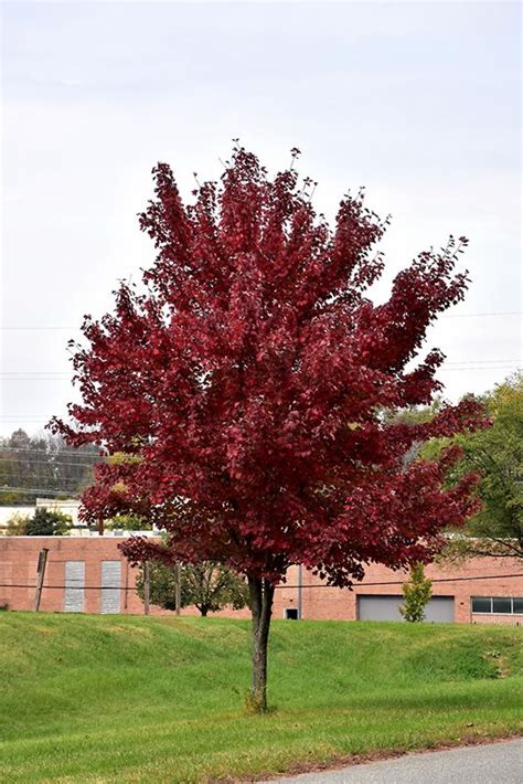 Brandywine Red Maple Acer Rubrum Brandywine At New Garden