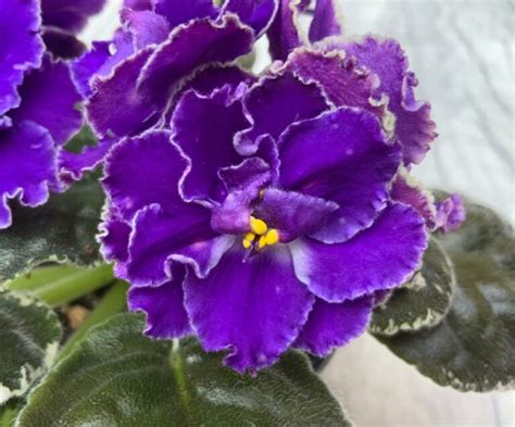 African Violets With Purple Flowers