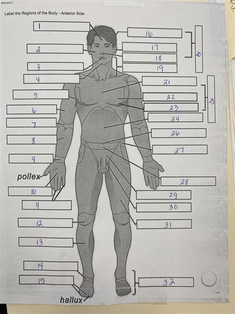 Regions Of The Body Diagram Quizlet