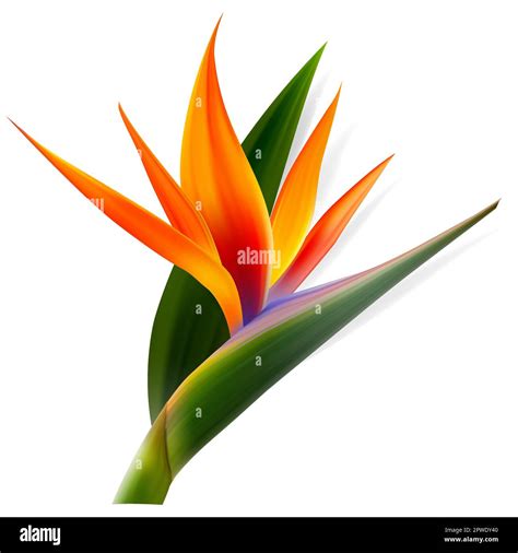 Strelitzia Reginae Flower Bird Of Paradise Crane Flower Isolated