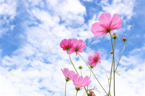 Flores Cor de rosa Do Cosmos Contra O Céu Azul Foto de Stock Imagem