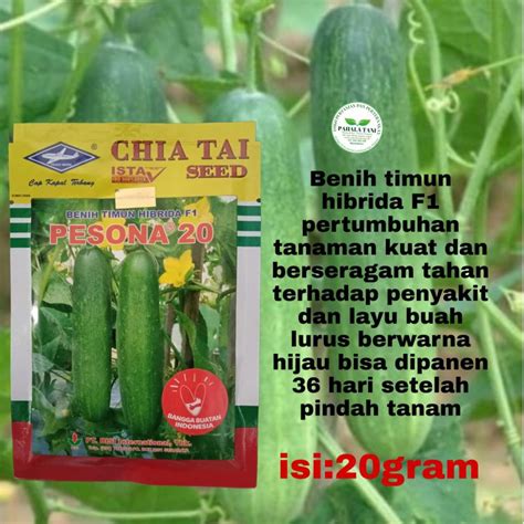 Jual Pesona Benih Timun Hibrida F Bibit Timun Hibrida Benih Timun