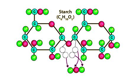 Understanding Natural Polymers - Their Formation and Examples