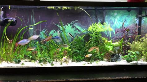 Relaxation 55 Gallon Planted Freshwater Rainbow Fish Community