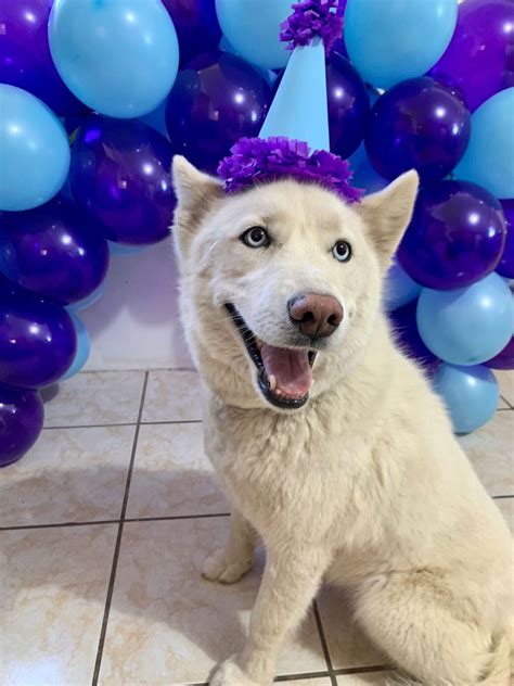 Perrito De Cumpleaños Perro Husky Cumpleaños De Perro Husky Siberiano