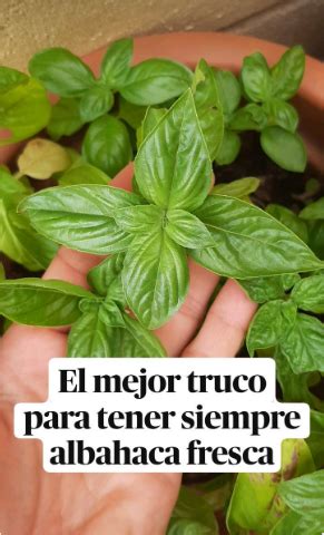 Tips Para Conservar La Albahaca Fresca Artofit