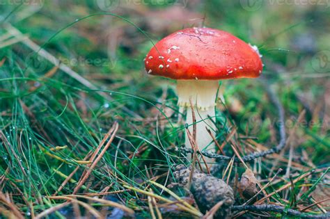 Mature Amanita Muscaria Known As The Fly Agaric Or Fly Amanita