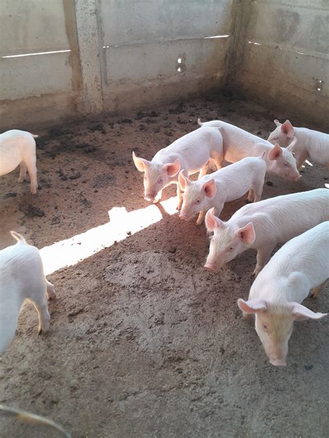 10 X Large White Weaner Piglets