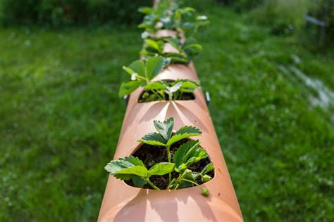 Planting Strawberries Vertically Expert Tips Plantura