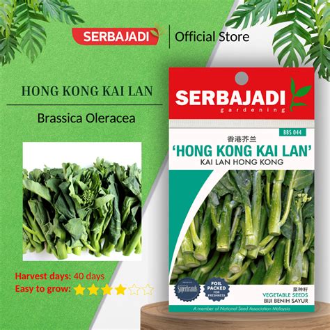 Serbajadi Vegetable Seed Hong Kong Kai Lan Leafy Vegetable Green