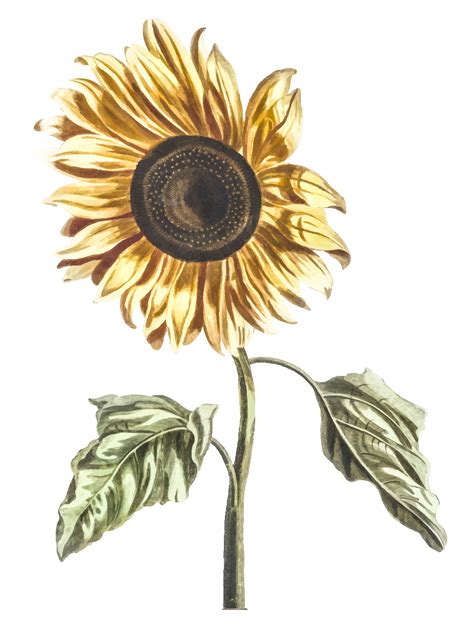 Vintage illustration of a sunflower - Download Free Vectors, Clipart ...