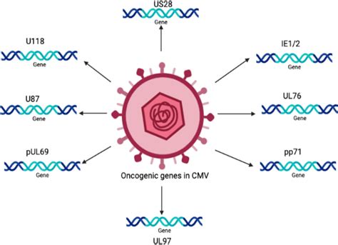 Human Cytomegalovirus In Cancer The Mechanism Of HCMV Induced