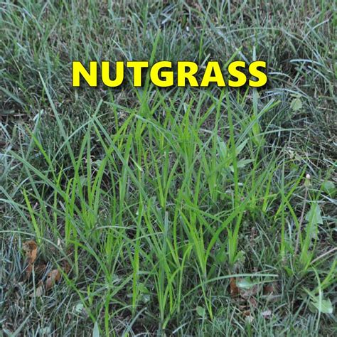 How To Get Rid Of Nutgrass Or Nutsedge Grass Pad