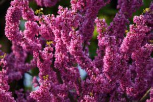 21 of the Best Redbud Varieties | Gardener’s Path