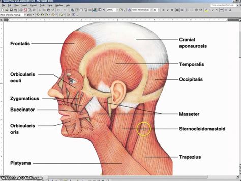 Modern Dental Assisting Muscles Facial Expression and Mastication ...