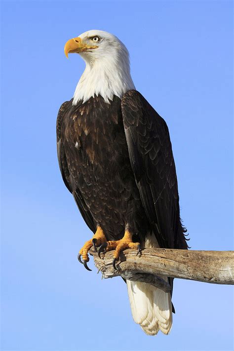 Bald Eagle Haliaeetus Leucocephalus License Image 70307926