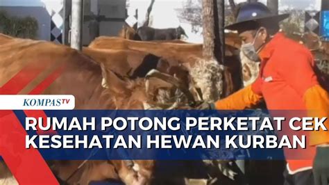 Menjelang Hari Raya Idul Adha Rph Perketat Cek Kesehatan Hewan Kurban