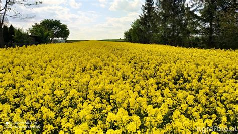 Rzepak ozimy Jlona zdjęcie fotka foto numer 779343 Galeria